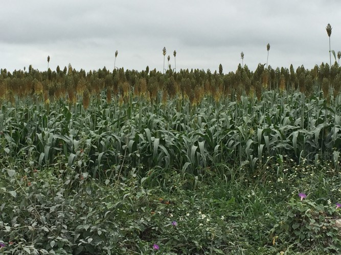 Mennonites in Belize sorghum