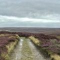 NORTH YORK MOORS1